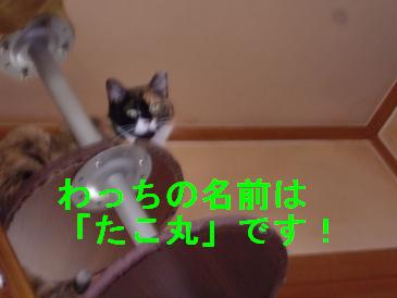 たこ丸です.JPG