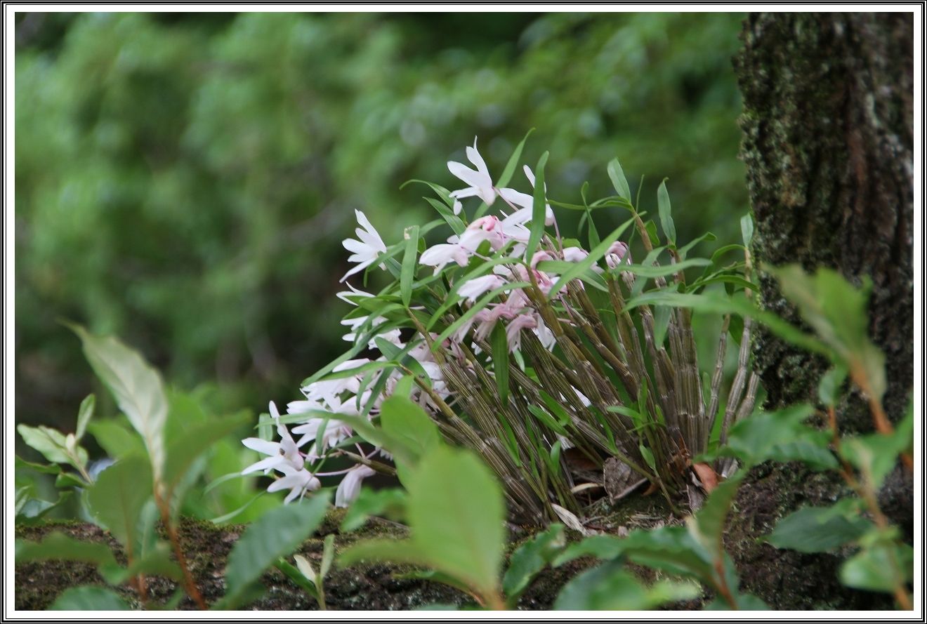 石斛の花 光と風のそよぎ 鳳英 楽天ブログ