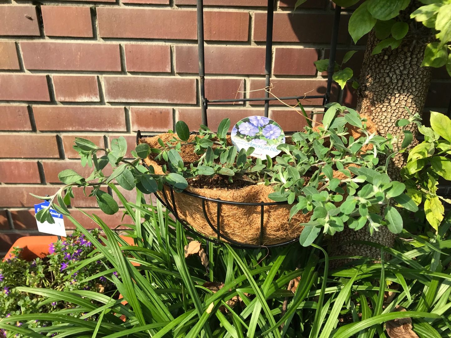 昨日ホームセンターで買った花苗の植え付け セントポーリア カラジウムなど Music Land 私の庭の花たち 楽天ブログ 昨日ホームセンターで買った花苗の植え付け セントポーリア カラジウムなど Music Land 私の庭の花たち 楽天ブログ
