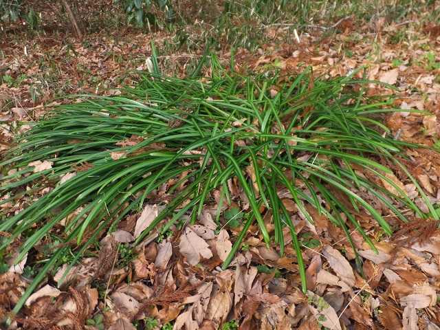 葉見ず花見ず はみずはなみず その通りです ペンション木の実日記 楽天ブログ