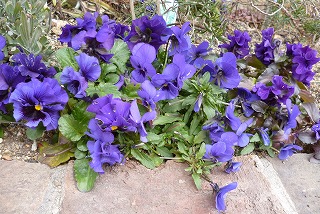 P1300363-ass.jpg