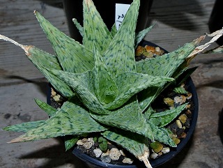 DSC_2466.jpg