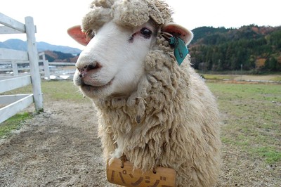 sheep_01-thumb-400x266-3144.jpg