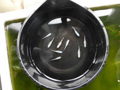 メダカ飼育初心者のメダカ導入編１ 購入する前に がんばメダカ 長崎わっしょい 楽天ブログ