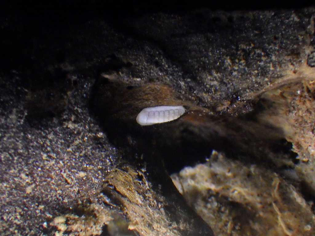 深海性ヒザラガイ2　水深350mの沈木の生体　熊野灘