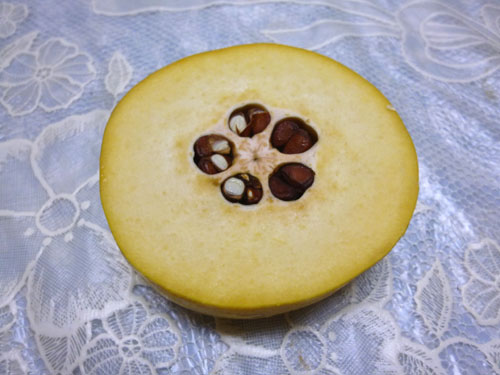 カリン輪切り.jpg