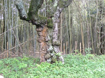 DSCN8932.jpg