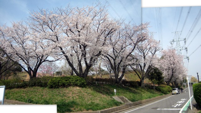 秋葉台公園の桜