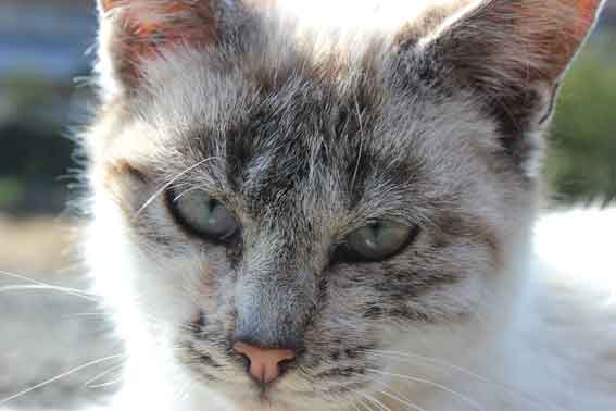 我が家のニャンコ♪2014/02/19-3