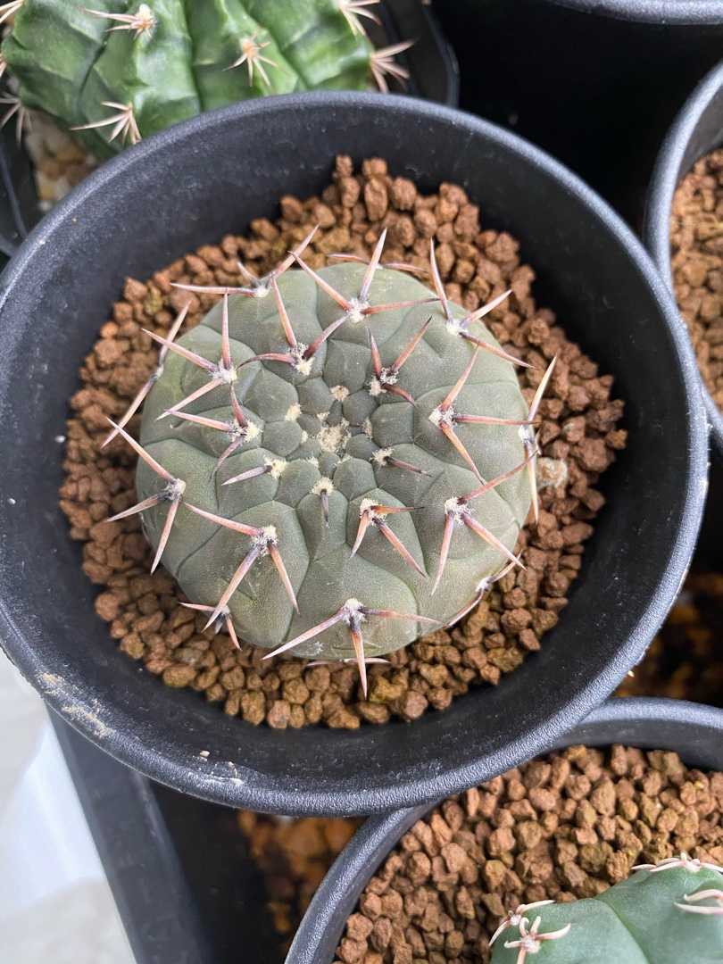 ギムノの罪 わたしとサボテンの日々 楽天ブログ