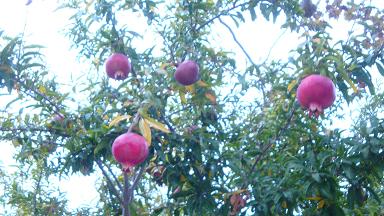 120926_062755copy.jpg