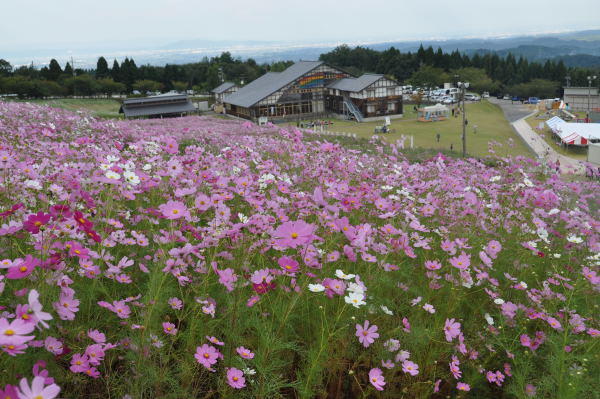 夢の平　秋桜