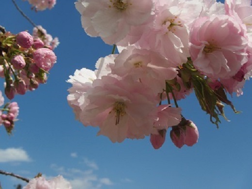 里桜１－２.jpg