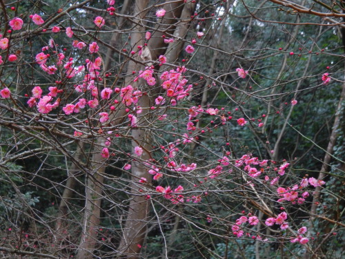DSCN0041b20160131.jpg