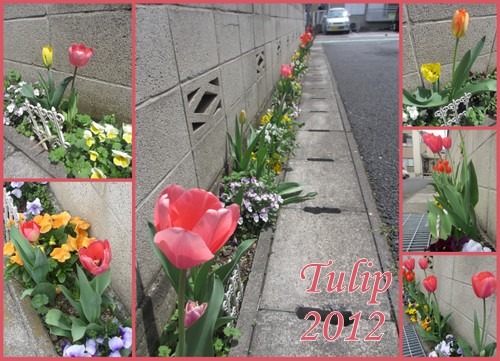チューリップの小路２０１２2.jpg