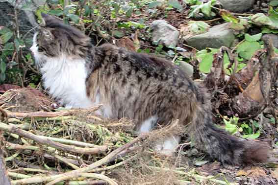我が家のニャンコ♪2016/4/8-3
