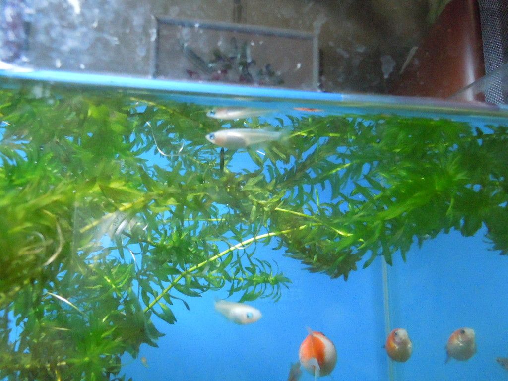 実家の水槽にメダカ投入したよ O O がんばメダカ 長崎わっしょい 楽天ブログ