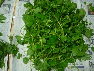 P1100530.jpg