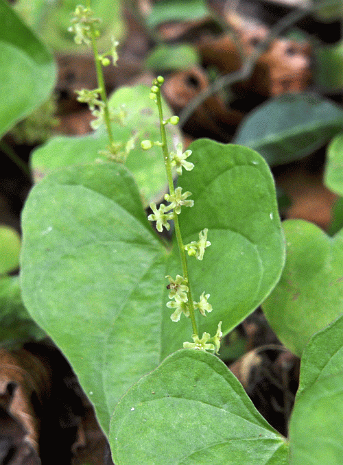 このつる性植物の雑草は ヒメドコロ 二代目館長日記 楽天ブログ