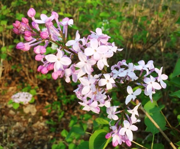 ケナリ チンダルレ ポッコ でもこの花も韓国の春を彩ります ライラック たのしい韓国ソウル 京畿道 江原道のニュータウン生活 楽天ブログ
