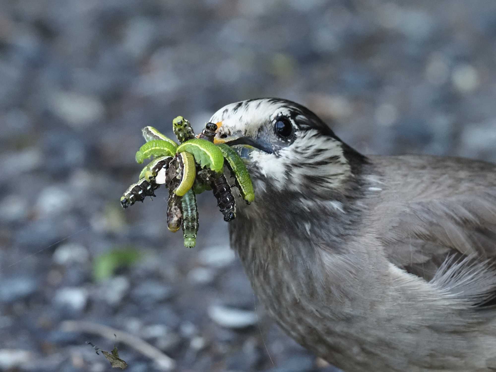 椋鳥の幼虫集め 花鳥風枝 楽天ブログ