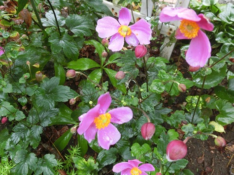 シュウメイギク