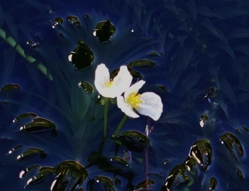 ９月１２日 今日の一花 その３ オオカナダモ 大カナダ藻 Gazengamaのブログ 散歩中に出合った花と趣味の陶芸作品 楽天ブログ