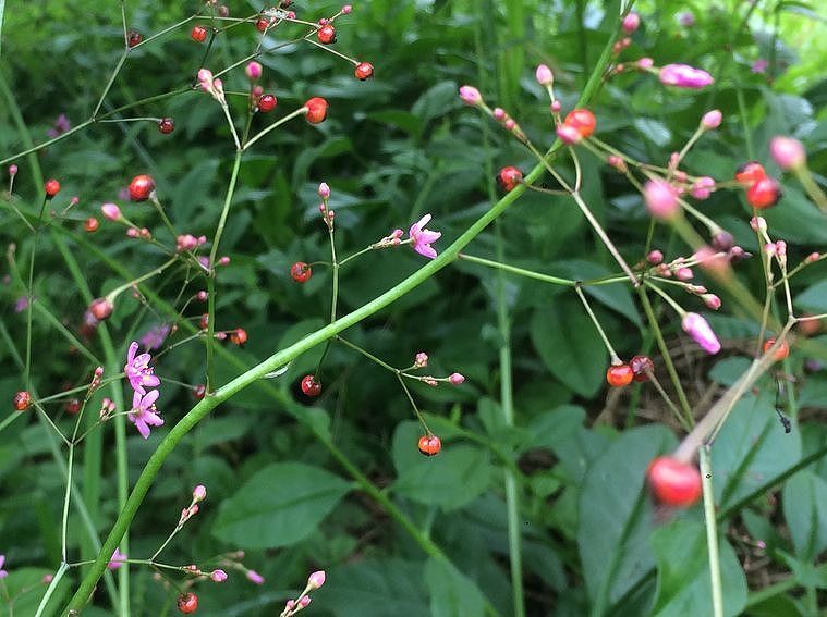 7月6日 今日の一花 その２ ハゼラン 爆蘭 Gazengamaのブログ 散歩中に出合った花と趣味の陶芸作品 楽天ブログ