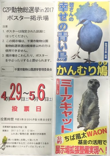 動物総選挙.jpg