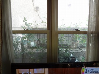 DSC00916.jpg