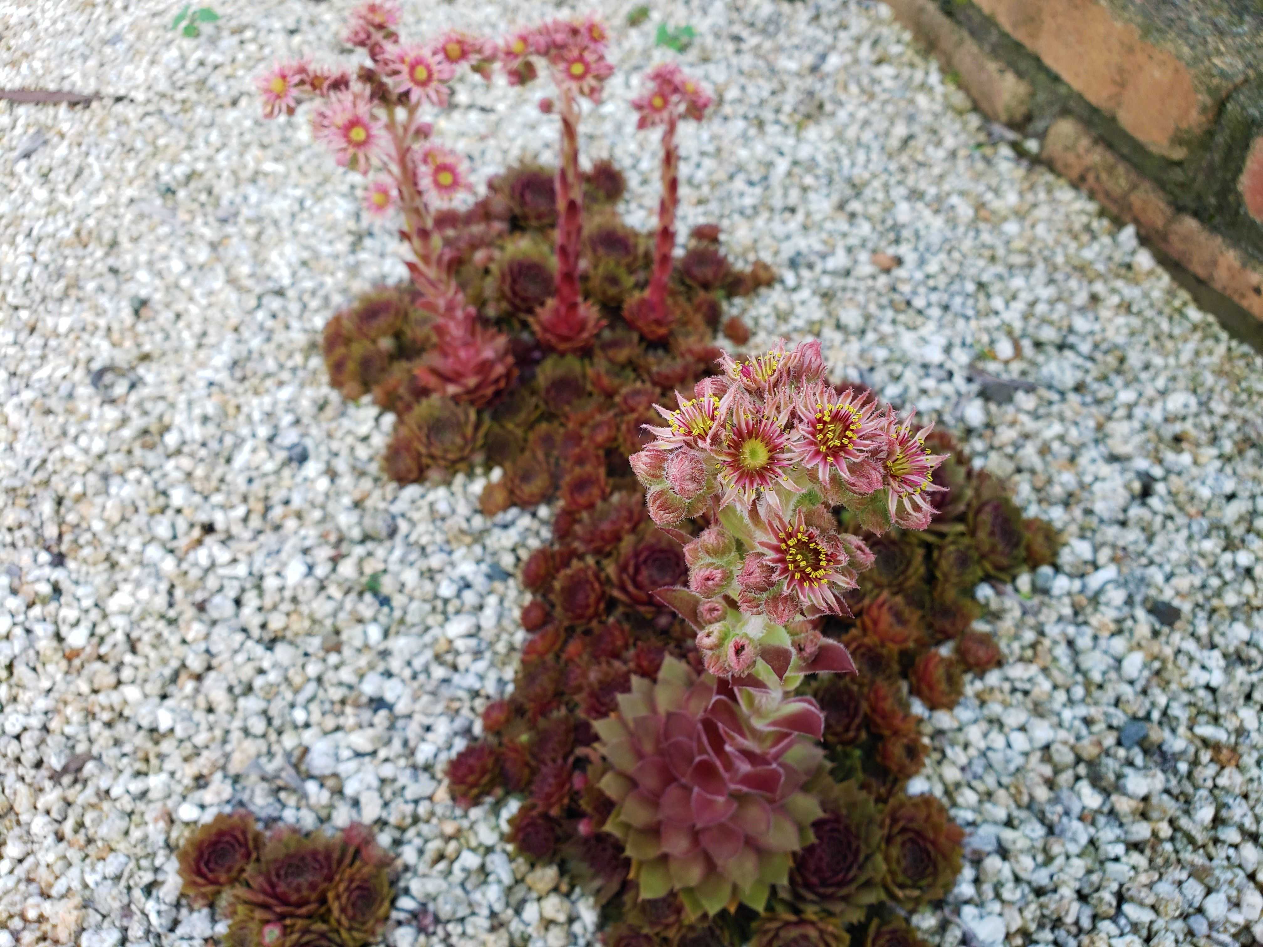 地植えの多肉 センペルビウム の花が4つも咲きました 衝動買いなんてしません 楽天ブログ