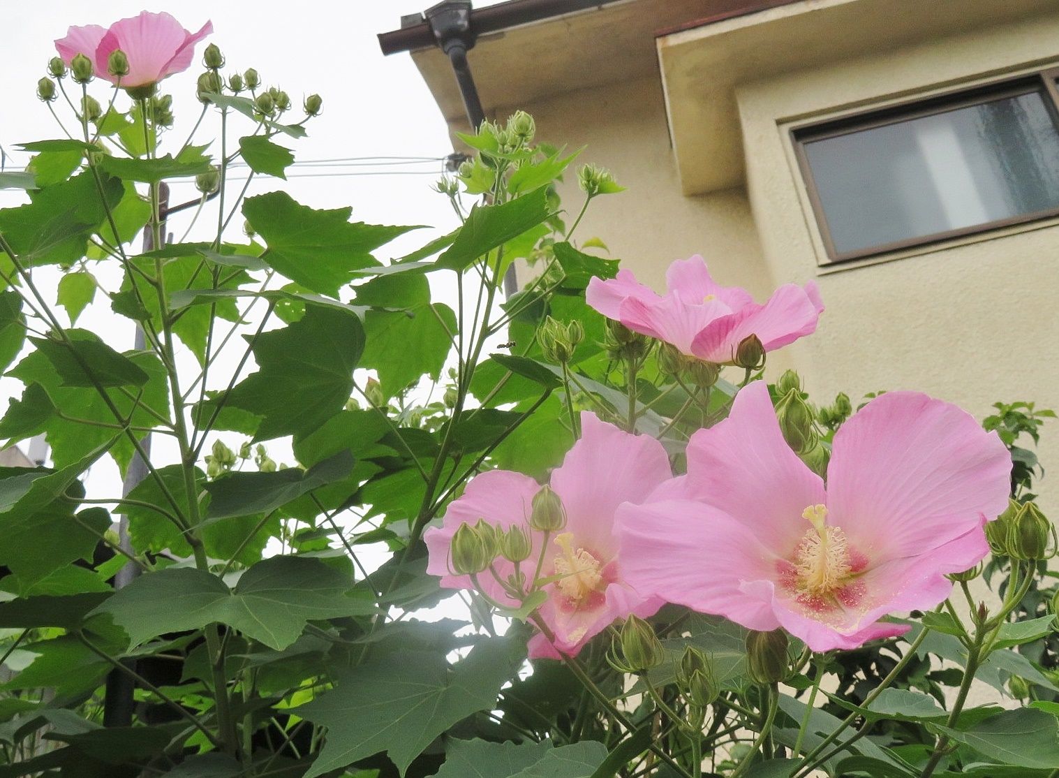 末娘 孫と会って昼食買物 花はフヨウ だい のひとりごと 楽天ブログ