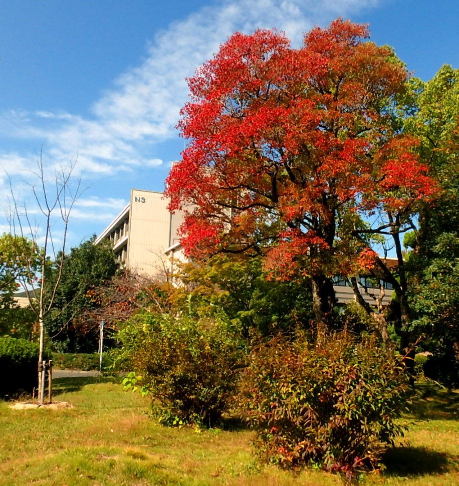 19年版 岡山大学構内の紅葉 1 ニレ カイノキ ハナミズキ ケヤキなど 楽天版じぶん更新日記 楽天ブログ