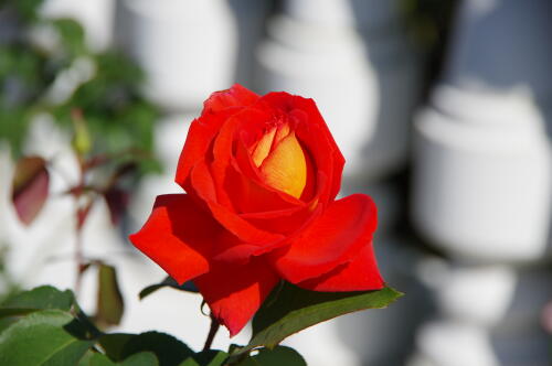 生田緑地ばら苑の秋薔薇