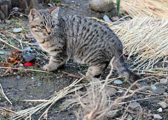 我が家のニャンコ♪2013/12/21-4