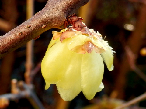 下向きの蝋梅の花