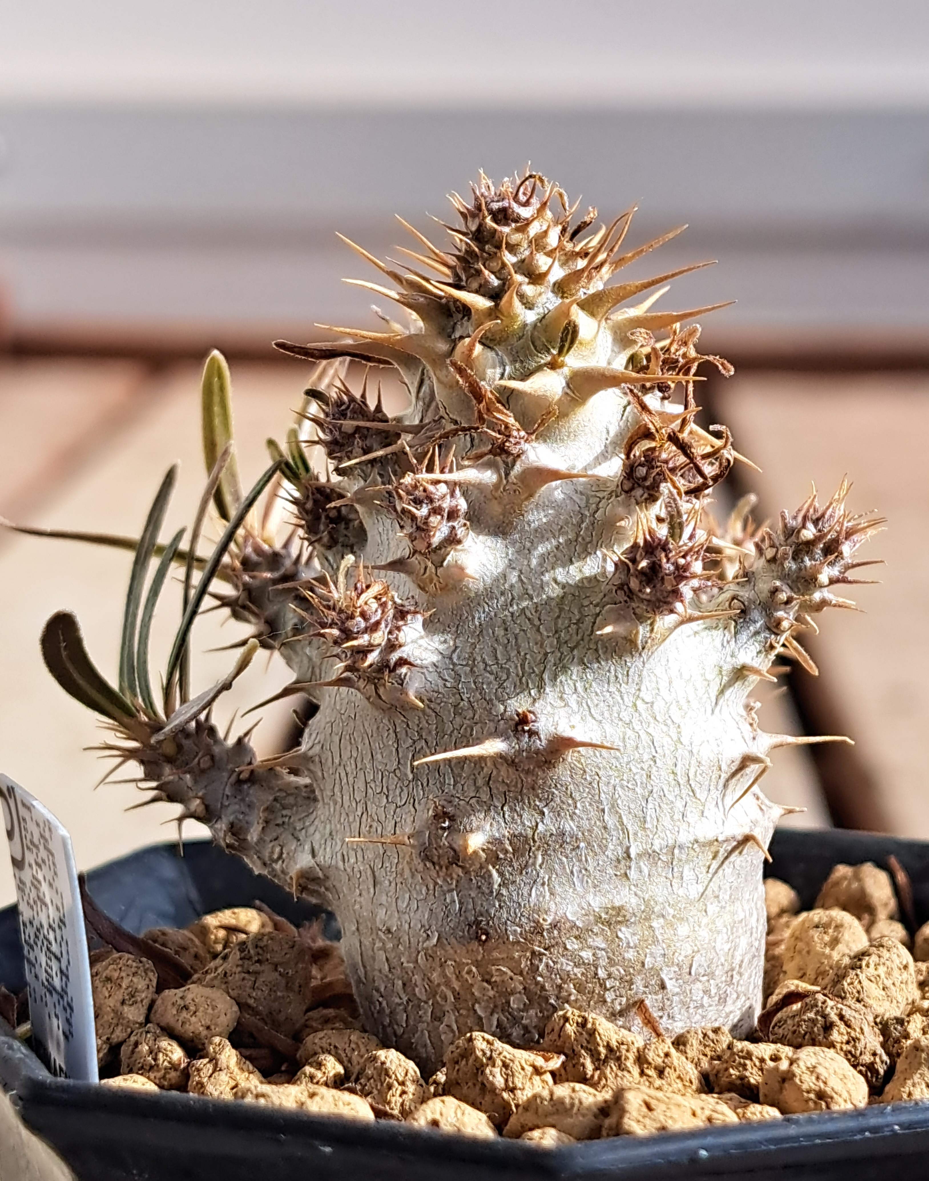 単頭と枝だらけのグラキリス | デルオの多肉日記 - 楽天ブログ
