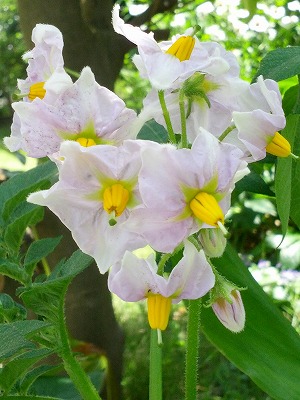 ジャガイモの花.jpg