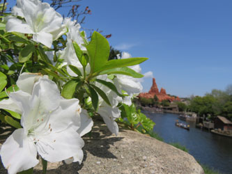 Flower9