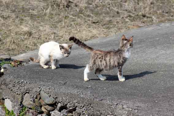我が家のニャンコ♪2014/03/20-3