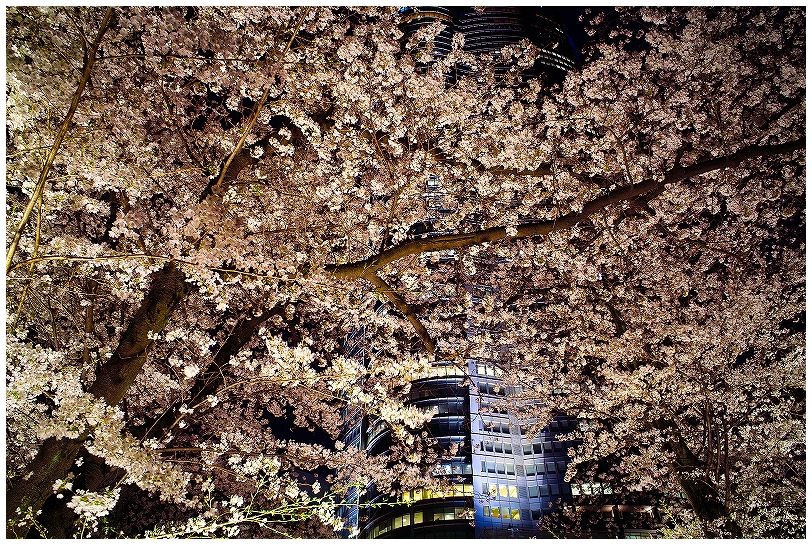 桜越しに見る森タワー