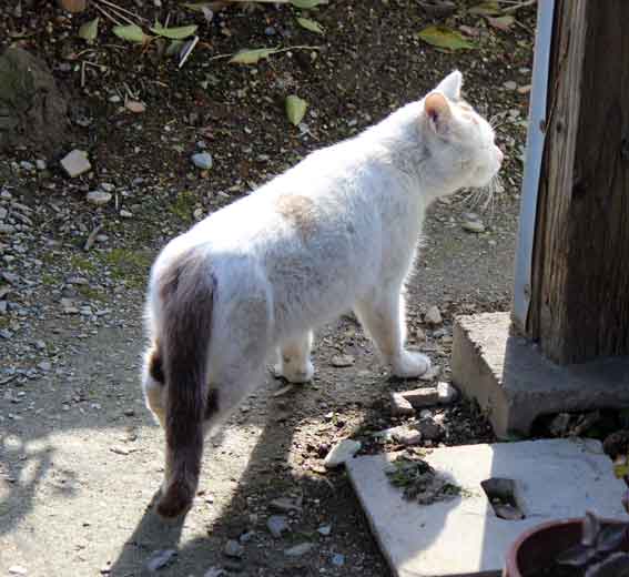我が家のニャンコ♪2014/02/10-3