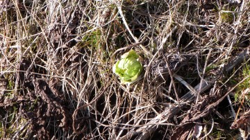 蕗の薹120329