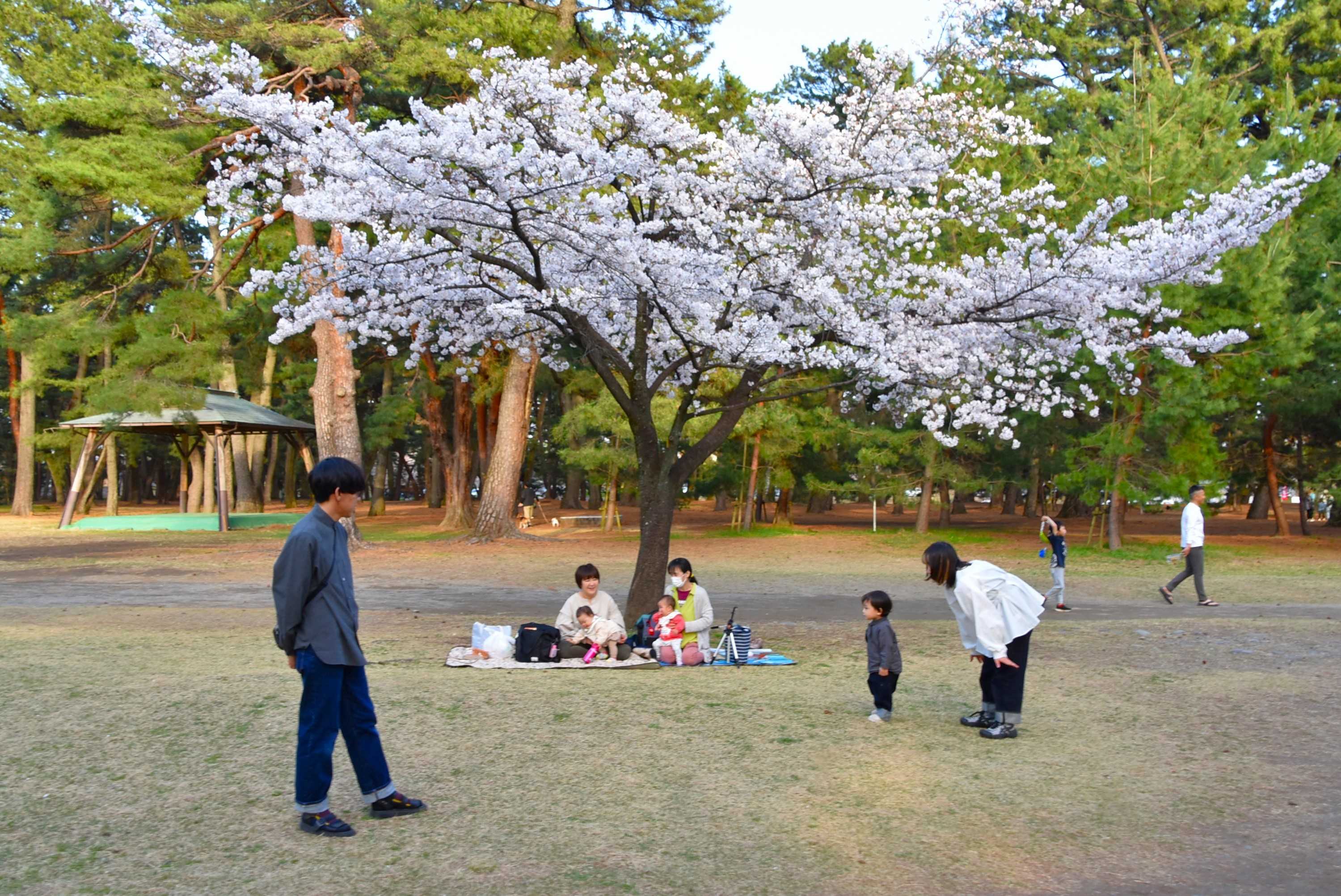 桜が満開の敷島公園で❝花めぐり❞ 2024年4月7日 | 山と花と 桜が満開の敷島公園で❝花めぐり❞ 2024年4月7日 | 山と花と