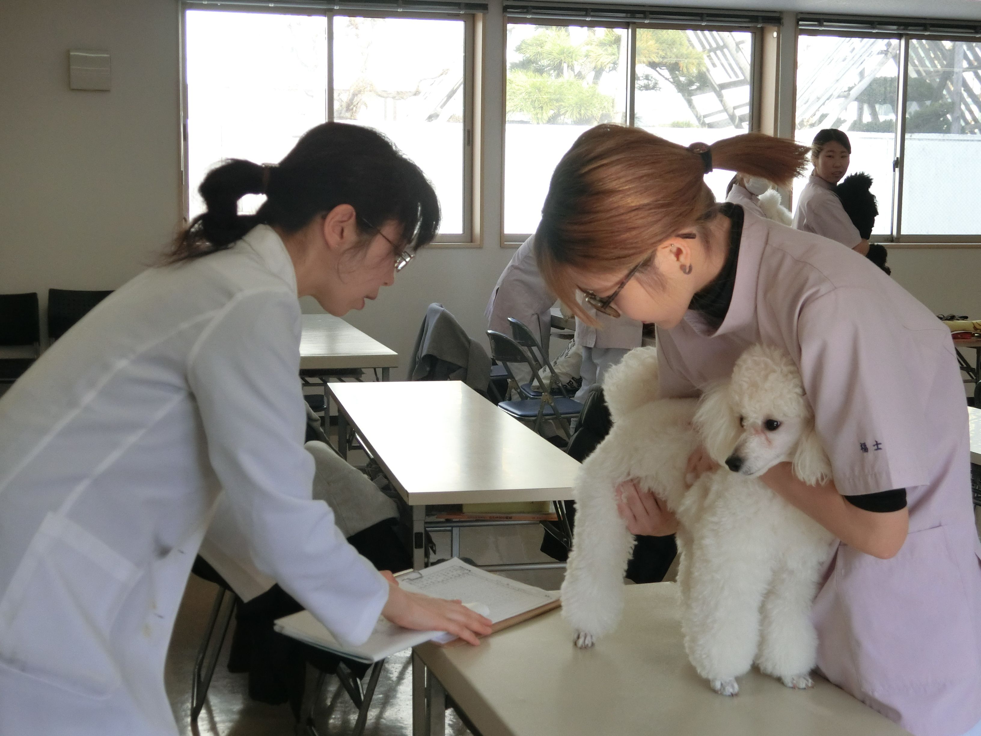 ある日の授業風景 動物看護学 保定を学ぶ 青森愛犬美容専門学院 楽天ブログ