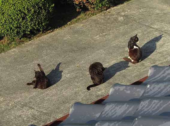 我が家のニャンコ♪2016/4/27-2