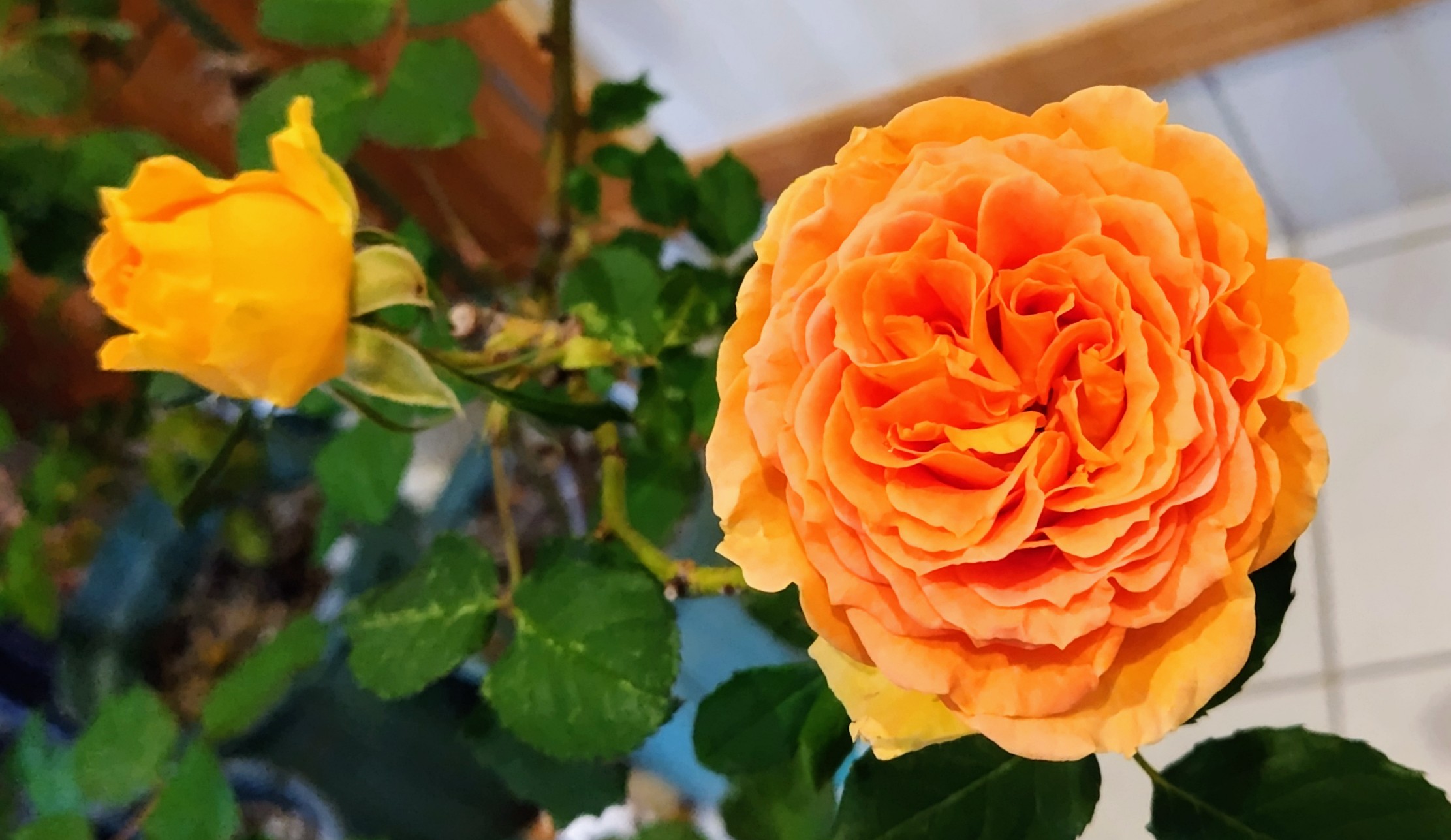 六番目の開花 元気な薔薇 ブラスバンド | 薔薇とガーデニングと