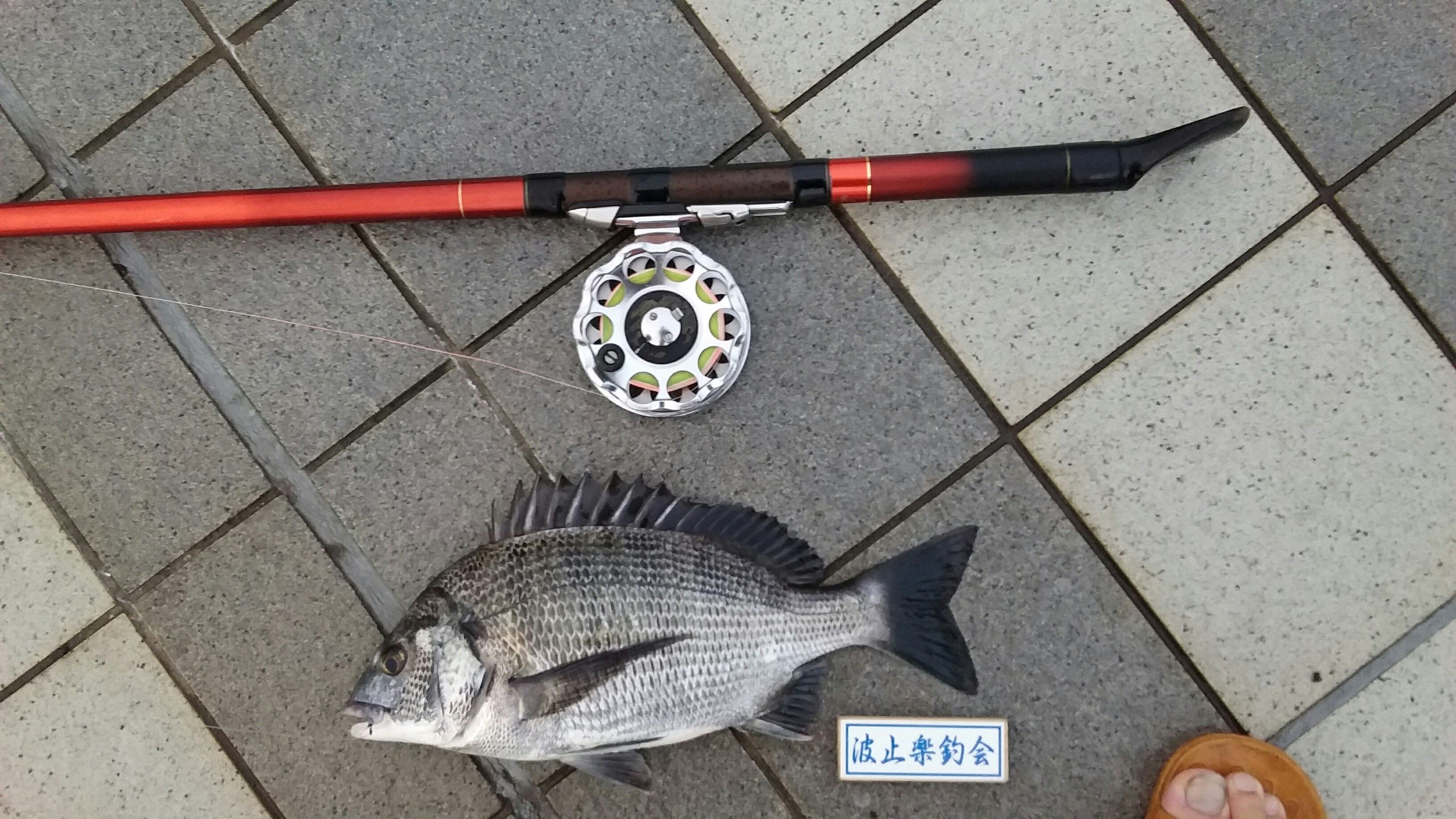 木曜日のヘチ釣り 透けるの早過ぎ たかおかさんのぶろぐ 其の弐 楽天ブログ