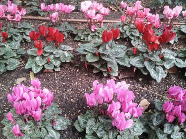 冬の花2.jpg