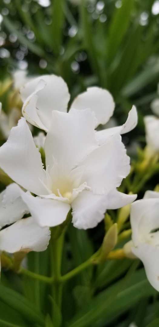 世界最高齢116歳で亡くなった木村次郎右衛門さんは、なぜそこまで長生きだったのか 記事詳細|Infoseekニュース